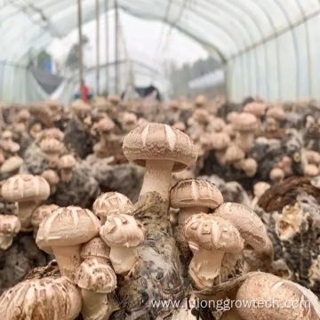 Tunnel Mushroom Agricultural Greenhouses